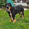 dog, grass, stick, backyard, house, greenery, outdoor, pet, canine, fur, black, tan, woodpile, chair, lawn, garden, daytime, playful, animal, nature