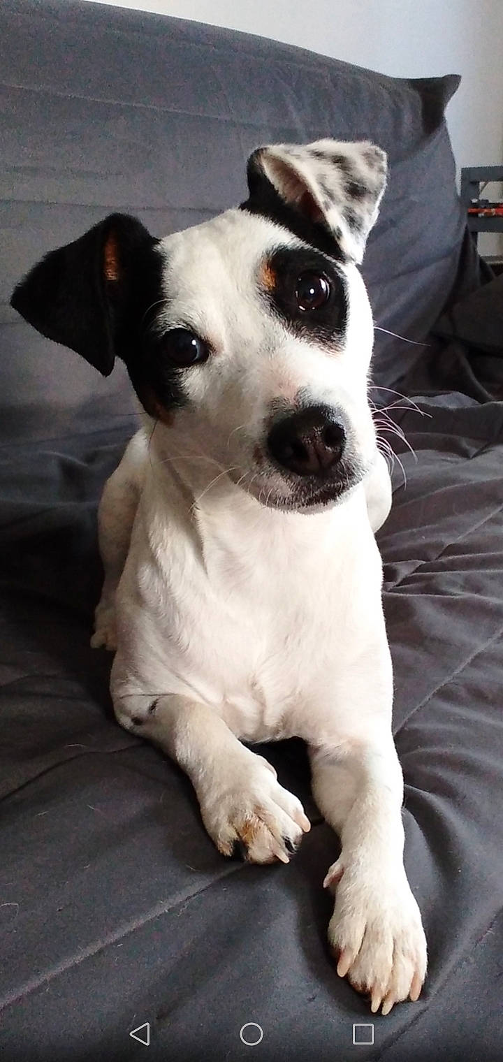 Naya participe au concours pour gagner de l'argent avec cette photo : carnivore, collar, companion_dog, dog, dog_collar, irishjacks, monochrome_photography, pet_supply, puppy, terrestrial_animal, terrier, toy_dog, whiskers, working_animal