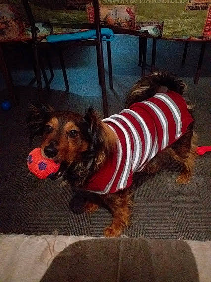 Melba participe au concours pour gagner de l'argent avec cette photo : canidae, carnivore, chair, companion_dog, dog, dog_breed, dog_clothes, dog_supply, event, fawn, flooring, fur, metal, pet_supply, snapshot, snout, sporting_group, square, terrier, working_animal