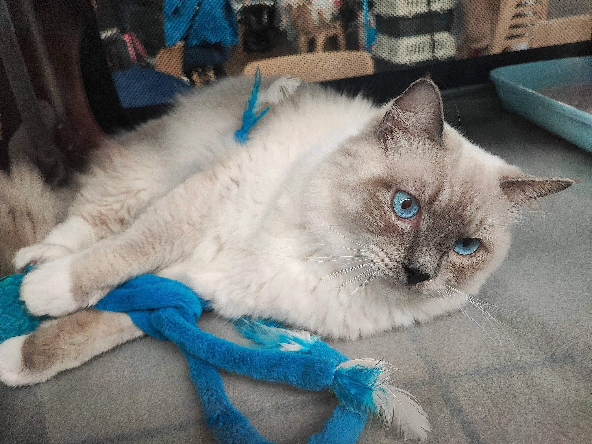 Thor participe au concours pour gagner de l'argent avec cette photo : balinese, birman, blue, british_longhair, carnivore, cat, claw, comfort, domestic_short_haired_cat, electric_blue, fawn, felidae, fur, paw, ragdoll, small_to_medium_sized_cats, snout, tail, thai, whiskers