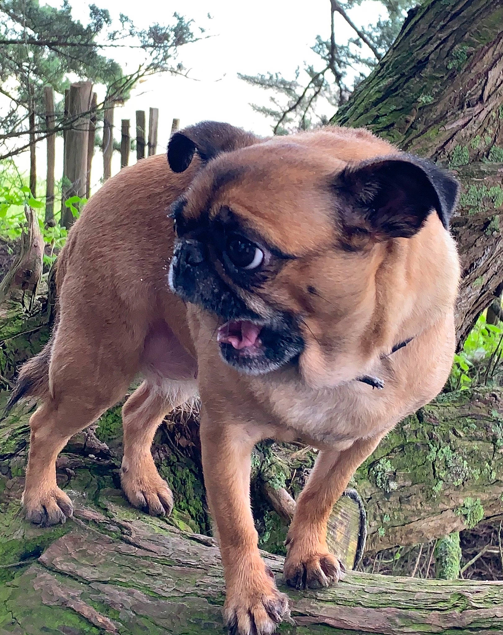 Ivoire a rejoint le concours — aidez-le/la à gagner de superbes lots ! ancient_dog_breeds, canidae, carnivore, companion_dog, dog, dog_breed, fawn, grass, mammal, perro_de_presa_mallorquin, pug, snout, toy_dog, vertebrate