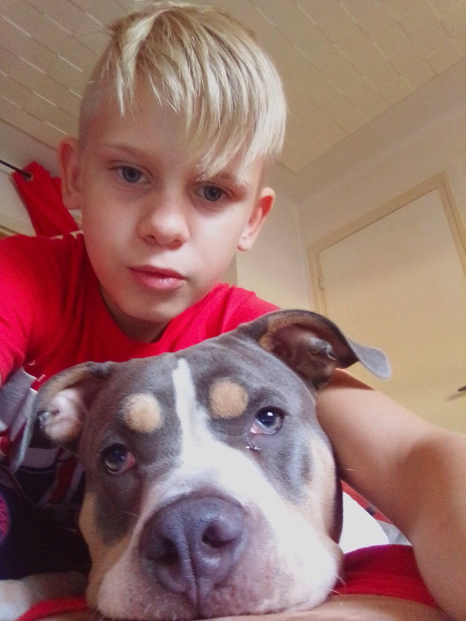 Idriss a rejoint le concours — aidez-le/la à gagner de superbes lots ! blond, canidae, carnivore, companion_dog, dog, dog_breed, dogo_guatemalteco, eyelash, jaw, mammal, non_sporting_group, old_english_bulldog, organ, person, skin, snout, sporting_group, t_shirt, whiskers, working_animal