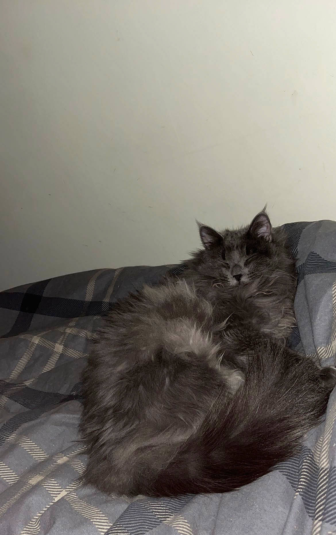 Grizzly joined the competition — help win amazing prizes! black_cat, carnivore, cat, comfort, domestic_short_haired_cat, felidae, fur, grey, monochrome, monochrome_photography, paw, small_to_medium_sized_cats, snout, tail, whiskers