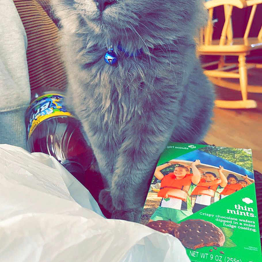 Grizzly is registered to the contest to win money with this photo: black_cat, blue, british_longhair, carnivore, cat, chair, chartreux, domestic_short_haired_cat, electric_blue, felidae, fur, pattern, paw, publication, room, russian_blue, small_to_medium_sized_cats, snout, tail, whiskers