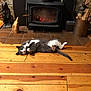 Alice is registered to the contest to win money with this photo: animal, bear_sculpture, cat, cozy, domestic_cat, fireplace, firewood, flooring, home_interior, household, indoor, lying_down, pet, relaxed, rustic, stone_wall, warm, wood_floor, wood_stove, wooden_planks