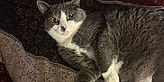Alice joined the competition — help win amazing prizes! animal, bed, cat, close_up, cute, domestic_cat, feline, fur, gray_cat, indoor, looking, lying_down, patterned_bedspread, pet, quilt, relaxed, resting, whiskers, white_paws, yellow_eyes