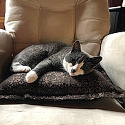 Alice joined the competition — help win amazing prizes! animal, armchair, cat, comfortable, cozy, cute, domestic, feline, furniture, gray_cat, home_interior, indoor, laying_down, pet, pillow, plant, relaxing, resting, white_paws, window_light