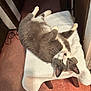Alice is registered to the contest to win money with this photo: animal, carpet, cat, cozy, cute, domestic, feline, fur, gray_cat, home, indoor, lying_down, paw, pet, relaxed, resting, whiskers, white_towel, wooden_stool, yellow_eyes
