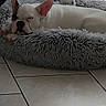 Bully participe au concours pour gagner de l'argent avec cette photo : animal, bed, curtains, cute, dog, ears, fluffy, french_bulldog, gray, home, indoors, nap, pet, relaxed, resting, sleeping, snout, tile_floor, white, window