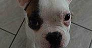 Bully participe au concours pour gagner de l'argent avec cette photo : animal, brown_spot, close_up, companion, curious, cute, dog, domestic, ears, face, floor, french_bulldog, indoors, looking_up, pet, puppy, snout, tile, white, young