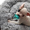 puppy, dog, bed, fluffy, pacifier, cute, pet, white, brown, small, fur, resting, indoors, cozy, animal, young, face, ears, paw, sleepy