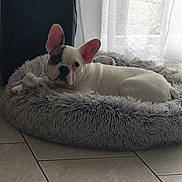 Bully participe au concours pour gagner de l'argent avec cette photo : cozy, curtains, cute, dog, dog_bed, french_bulldog, home, indoor, large_ears, lying_down, nap, natural_light, pet, portrait, relaxed, shaggy_bed, sleeping, tile_floor, white_dog, window
