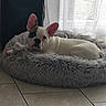 cozy, curtains, cute, dog, dog_bed, french_bulldog, home, indoor, large_ears, lying_down, nap, natural_light, pet, portrait, relaxed, shaggy_bed, sleeping, tile_floor, white_dog, window