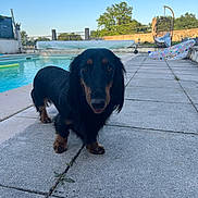 Vince a rejoint le concours — aidez-le/la à gagner de superbes lots ! animal, backyard, canine, curious, dachshund, daytime, dog, fence, greenery, nature, outdoor, pavement, pet, poolside, sky, small_dog, summer, sunlight, tongue, walking