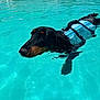 Vince participe au concours pour gagner de l'argent avec cette photo : animal, blue, canine, dachshund, dog, floating, leisure, life_jacket, outdoor, pet, pool, recreation, small_dog, summer, summer_fun, sunlight, swimming, water, water_surface, wet