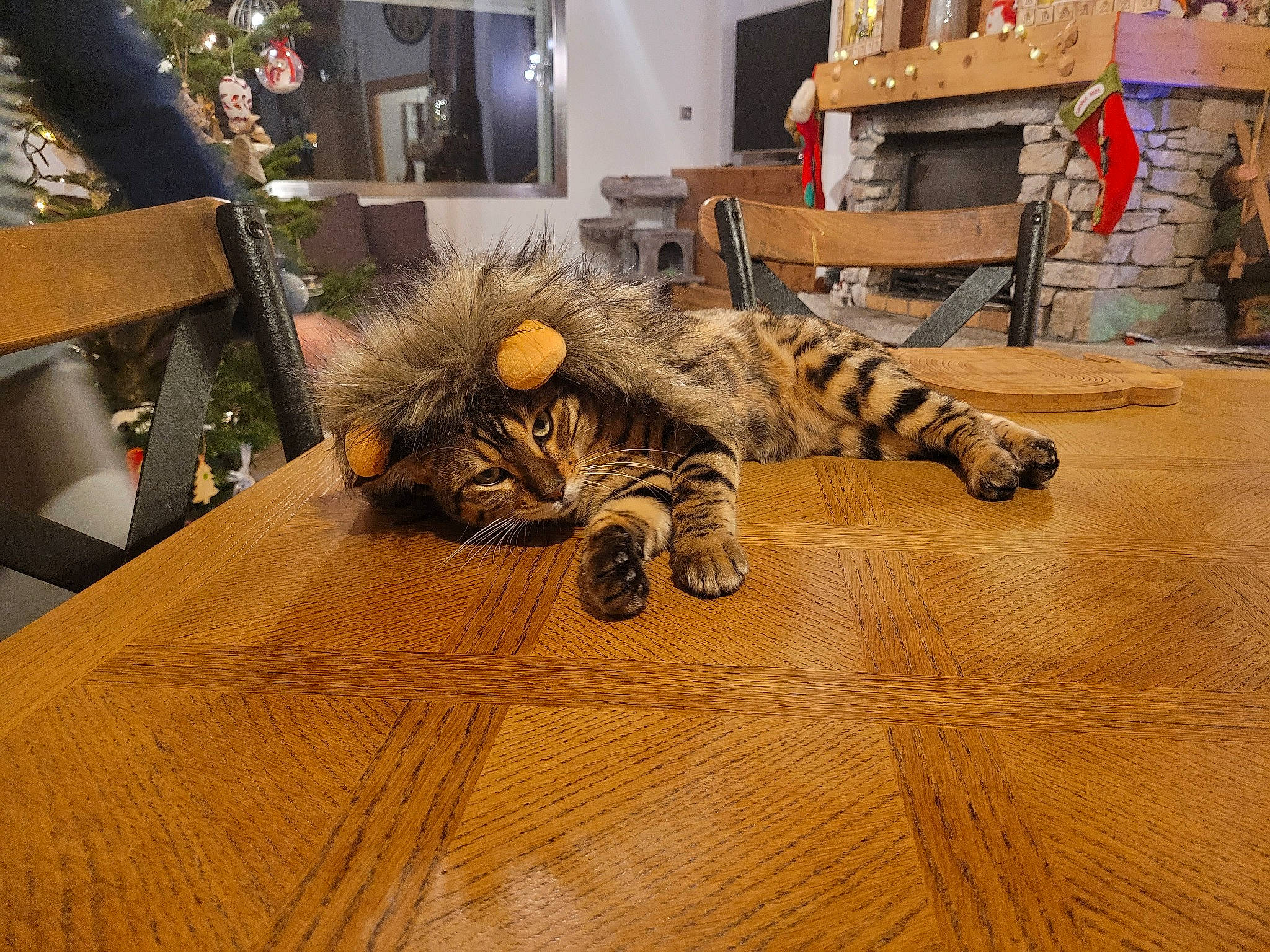 Solo participe au concours pour gagner de l'argent avec cette photo : bengal_tiger, big_cats, carnivore, cat, comfort, felidae, floor, flooring, hardwood, laminate_flooring, picture_frame, plant, small_to_medium_sized_cats, table, tail, terrestrial_animal, tiger, whiskers, wood, wood_stain