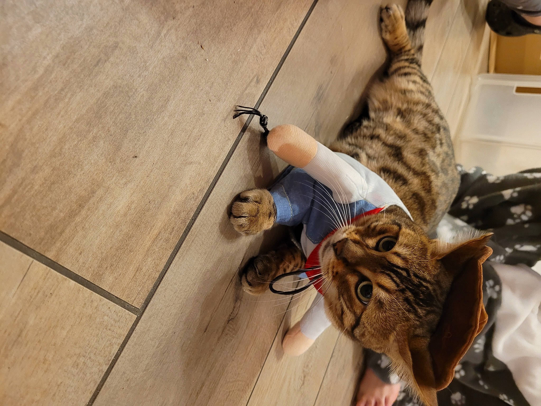 Solo a rejoint le concours — aidez-le/la à gagner de superbes lots ! carnivore, cat, comfort, domestic_short_haired_cat, fawn, felidae, flooring, foot, fur, hardwood, mammal, military_camouflage, plank, small_to_medium_sized_cats, snout, tail, varnish, whiskers, wood, wood_stain