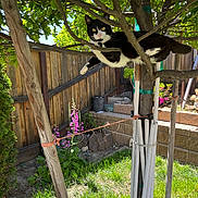 Lou joined the competition — help win amazing prizes! cat, tree, branches, leafy, green_grass, flowers, yellow_eyes, wooden_fence, sunny, backyard, pet, nature, outdoor, animal, tuxedo_cat, curious, resting, daylight, garden, plants