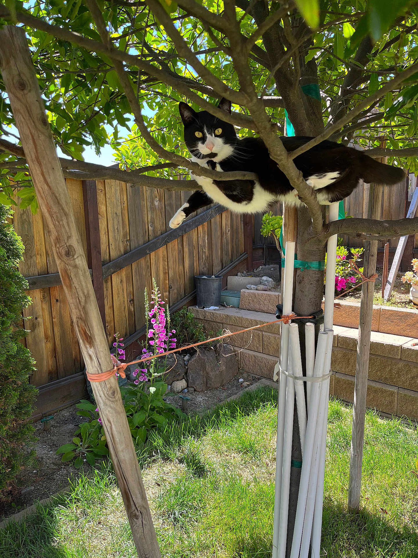 Lou joined the competition — help win amazing prizes! cat, tree, branches, leafy, green_grass, flowers, yellow_eyes, wooden_fence, sunny, backyard, pet, nature, outdoor, animal, tuxedo_cat, curious, resting, daylight, garden, plants