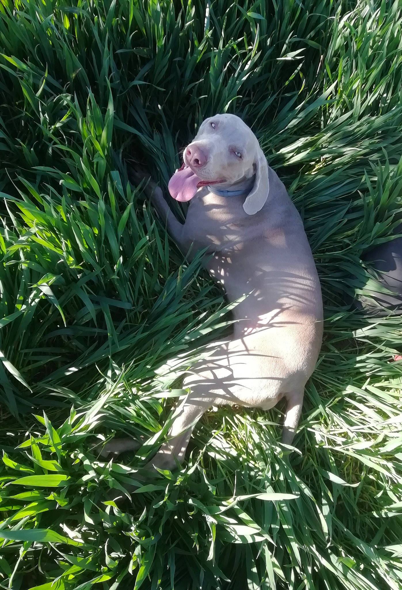 Chelsea participe au concours pour gagner de l'argent avec cette photo : carnivore, grass, grass_family, groundcover, herb, marine_mammal, people_in_nature, plant, sporting_group, tail, terrestrial_animal, terrestrial_plant, whiskers, wildlife