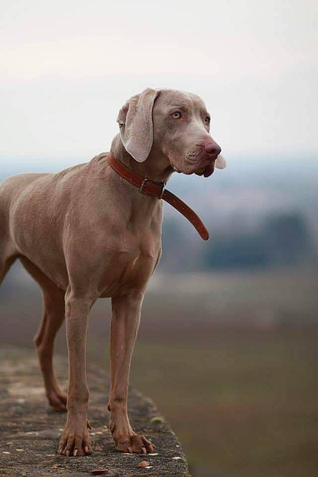 Chelsea participe au concours pour gagner de l'argent avec cette photo : canidae, carnivore, collar, companion_dog, dog, dog_breed, dog_collar, dog_supply, fawn, german_shorthaired_pointer, gun_dog, liver, pet_supply, sky, snout, sporting_group, terrestrial_animal, whiskers, working_animal, working_dog