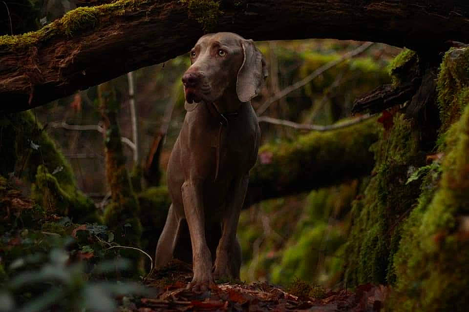 Chelsea a rejoint le concours — aidez-le/la à gagner de superbes lots ! biome, carnivore, dog, dog_breed, fawn, forest, gun_dog, leaf, liver, macaque, natural_environment, natural_landscape, plant, snout, terrestrial_animal, tree, trunk, wood, woodland, working_animal
