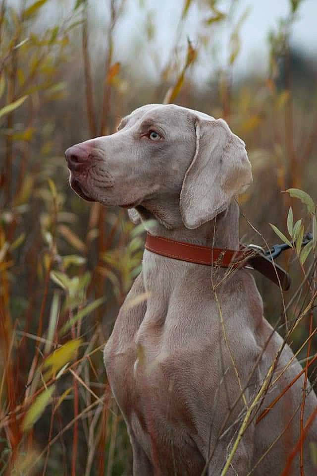 Chelsea participe au concours pour gagner de l'argent avec cette photo : canidae, carnivore, collar, companion_dog, dog, dog_breed, dog_collar, fawn, grass, gun_dog, liver, pet_supply, plant, pointing_breed, snout, sporting_group, terrestrial_animal, tree, wildlife, working_animal