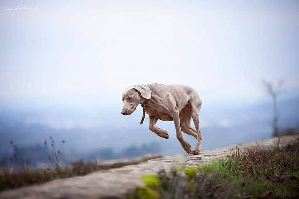 Chelsea a rejoint le concours — aidez-le/la à gagner de superbes lots ! carnivore, cloud, companion_dog, dog, dog_breed, fawn, flash_photography, grass, grassland, happy, landscape, livestock, people_in_nature, plant, sheep, sky, snout, tail, terrestrial_animal, working_animal