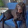 dog, labrador, chocolate_labrador, pet, indoor, cushion, chair, wicker_furniture, brown_dog, canine, animal, relaxed, looking_up, paw, fur, snout, ears, domestic_animal, companion, home