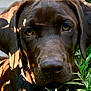 Jameson joined the competition — help win amazing prizes! dog, labrador, chocolate, close_up, greenery, leaves, sunlight, shadow, outdoor, pet, animal, curious, nature, portrait, canine, face, ears, eyes, snout, fur