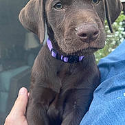 Jameson is registered to the contest to win money with this photo: puppy, dog, chocolate_labrador, collar, pet, animal, close_up, brown, cute, young, ears, whiskers, person, hand, holding, outdoor, nature, fur, portrait, muzzle