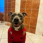 Stella participe au concours pour gagner de l'argent avec cette photo : dog, smiling, red_shirt, soccer_jersey, indoor, tiled_floor, tiled_wall, pet, canine, happy, sitting, floor, portrait, animal, cute, friendly, ears, paw, fur, sportswear