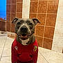 dog, smiling, red_shirt, soccer_jersey, indoor, tiled_floor, tiled_wall, pet, canine, happy, sitting, floor, portrait, animal, cute, friendly, ears, paw, fur, sportswear