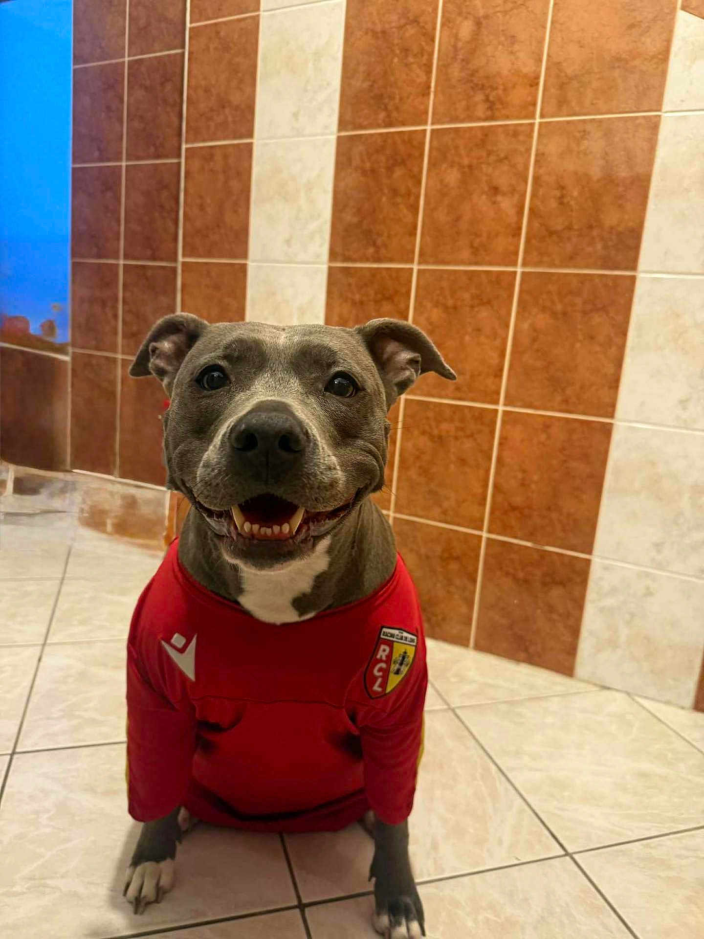 Stella participe au concours pour gagner de l'argent avec cette photo : dog, smiling, red_shirt, soccer_jersey, indoor, tiled_floor, tiled_wall, pet, canine, happy, sitting, floor, portrait, animal, cute, friendly, ears, paw, fur, sportswear