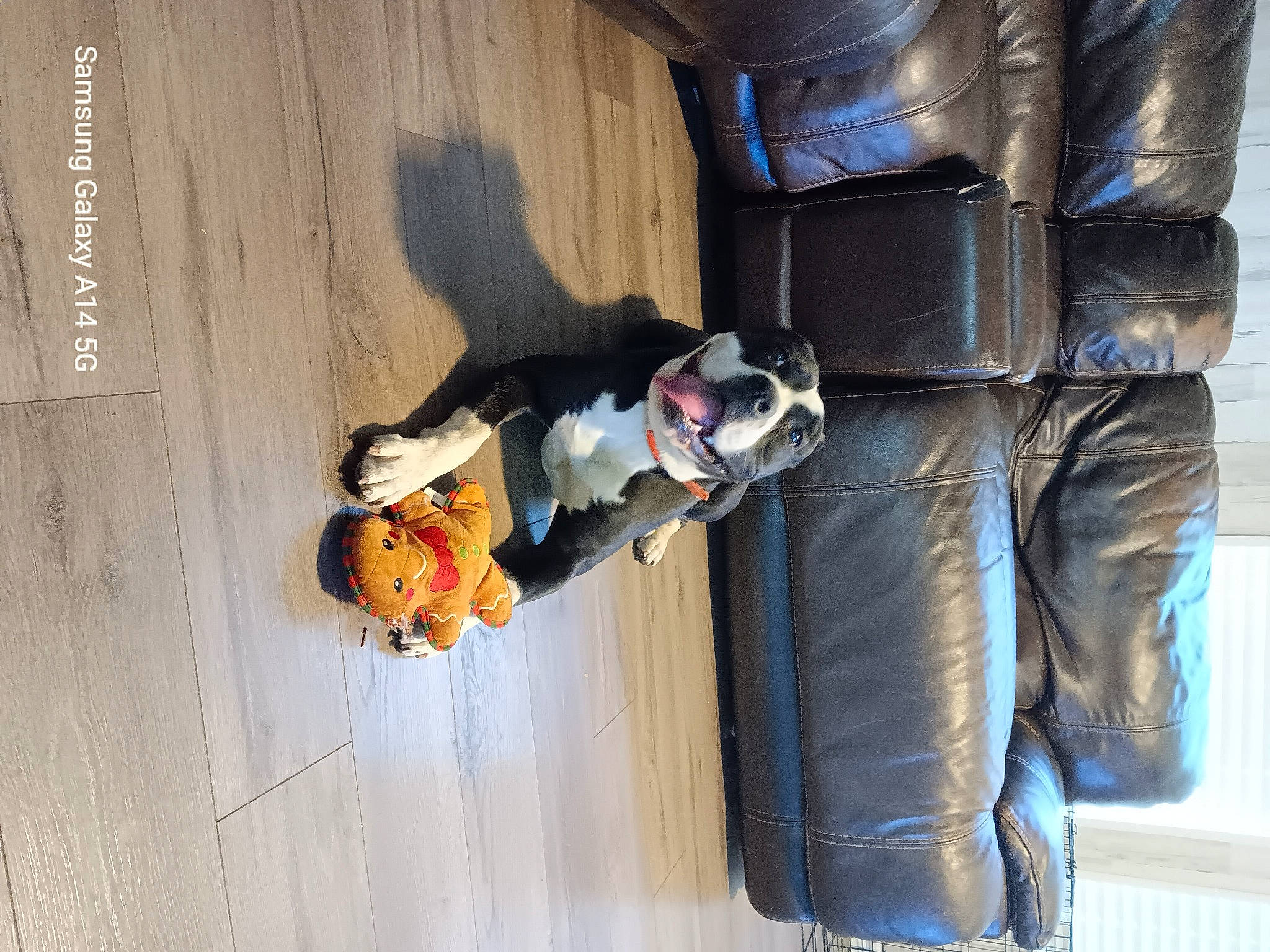 Kimmy joined the competition — help win amazing prizes! bag, child, concrete, denim, flooring, fun, hardwood, helmet, personal_protective_equipment, product, room, toddler, wood