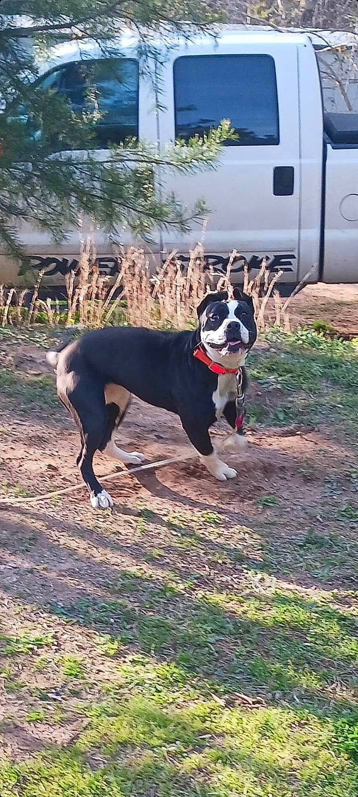 Kimmy joined the competition — help win amazing prizes! ball, boxer, canidae, carnivore, collar, companion_dog, dog, dog_breed, dog_collar, dog_supply, fawn, grass, light_commercial_vehicle, molosser, pet_supply, plant, sporting_group, tail, tree, working_animal