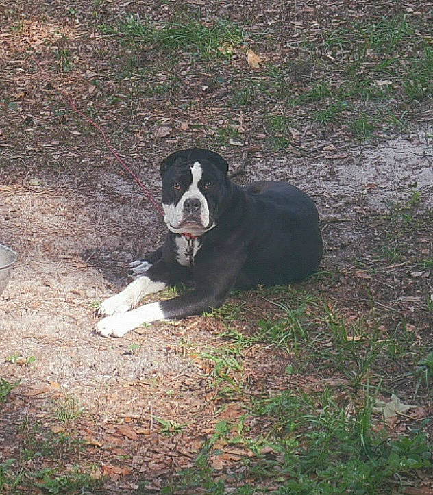 Kimmy is registered to the contest to win money with this photo: canidae, carnivore, companion_dog, dog, dog_breed, grass, herding_dog, hunting_dog, plant, soil, sporting_group, tail, terrestrial_animal, working_animal, working_dog