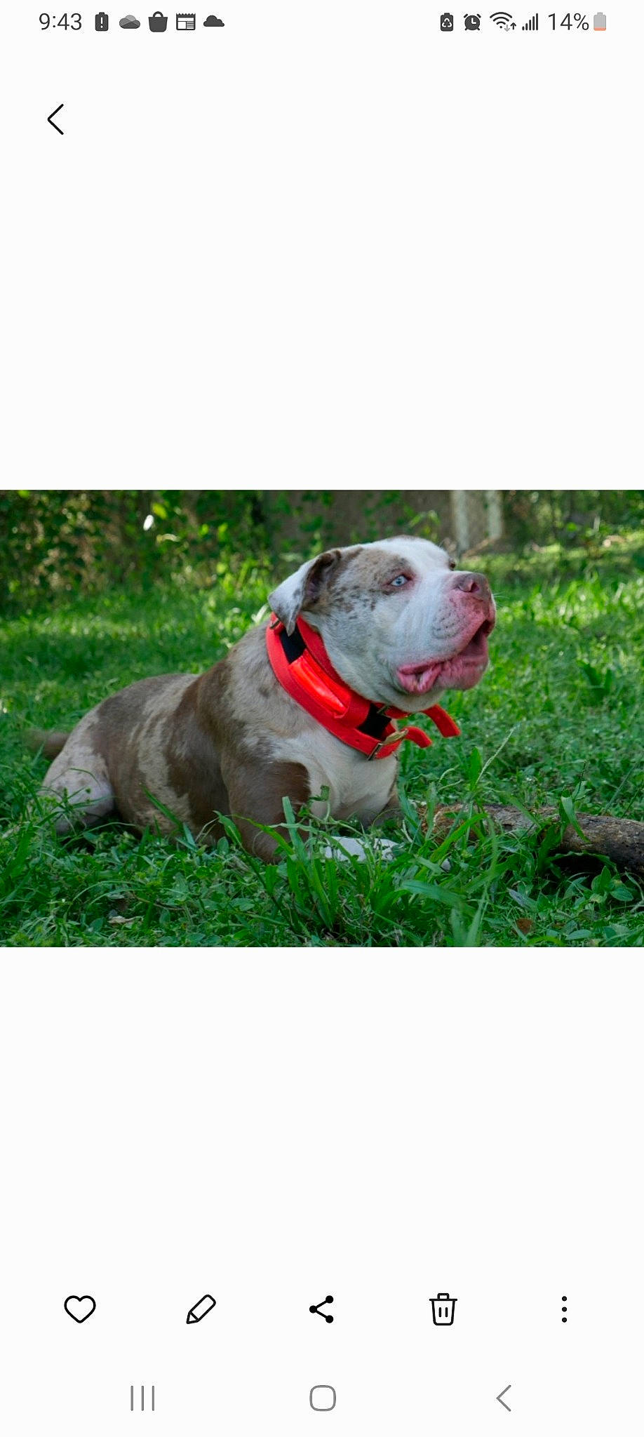 Maverick joined the competition — help win amazing prizes! carnivore, collar, companion_dog, dog, dog_breed, dog_collar, dog_supply, fashion_accessory, fur, grass, leash, liver, non_sporting_group, pet_supply, plant, sporting_group, tail, whiskers, working_animal, working_dog