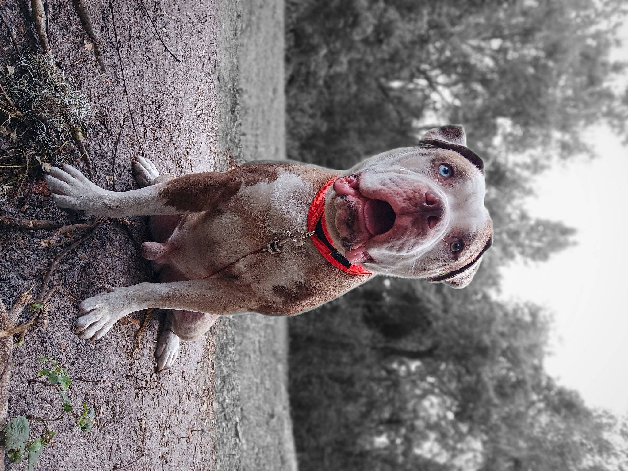 Maverick joined the competition — help win amazing prizes! adventure, canidae, carnivore, collar, companion_dog, dog, dog_breed, eyewear, fawn, plant, recreation, smile, snout, sporting_group, tail, tree, water, wildlife, wood, working_animal