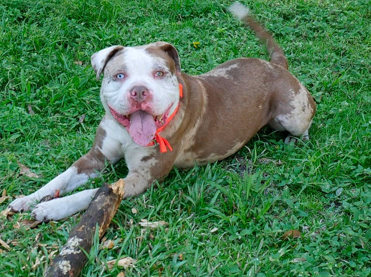 Maverick joined the competition — help win amazing prizes! canidae, carnivore, collar, companion_dog, dog, dog_breed, dog_collar, dog_supply, fawn, grass, leash, liver, pet_supply, plant, snout, sporting_group, tail, whiskers, working_animal, working_dog