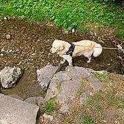 Traviss participe au concours pour gagner de l'argent avec cette photo : dog, golden_retriever, water, creek, rocks, harness, leash, greenery, grass, nature, outdoor, stream, pet, animal, walking, shallow_water, stone, summer, canine, riverbed