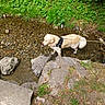 dog, golden_retriever, water, creek, rocks, harness, leash, greenery, grass, nature, outdoor, stream, pet, animal, walking, shallow_water, stone, summer, canine, riverbed
