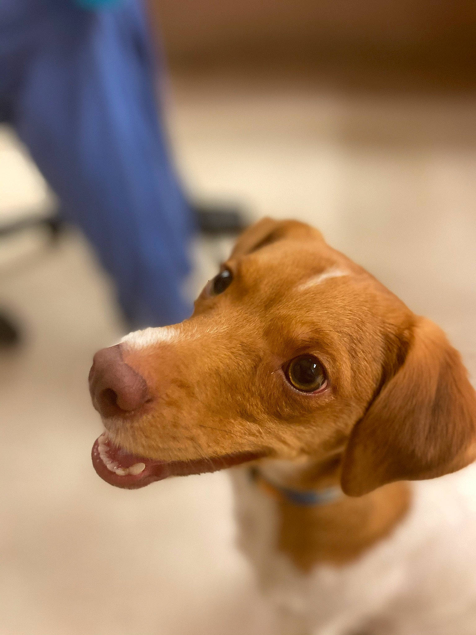 Dash is registered to the contest to win money with this photo: canidae, carnivore, companion_dog, dog, dog_breed, ear, eye, fawn, hunting_dog, mammal, nose, pointing_breed, puppy, snout, sporting_group, vertebrate, vizsla, whiskers