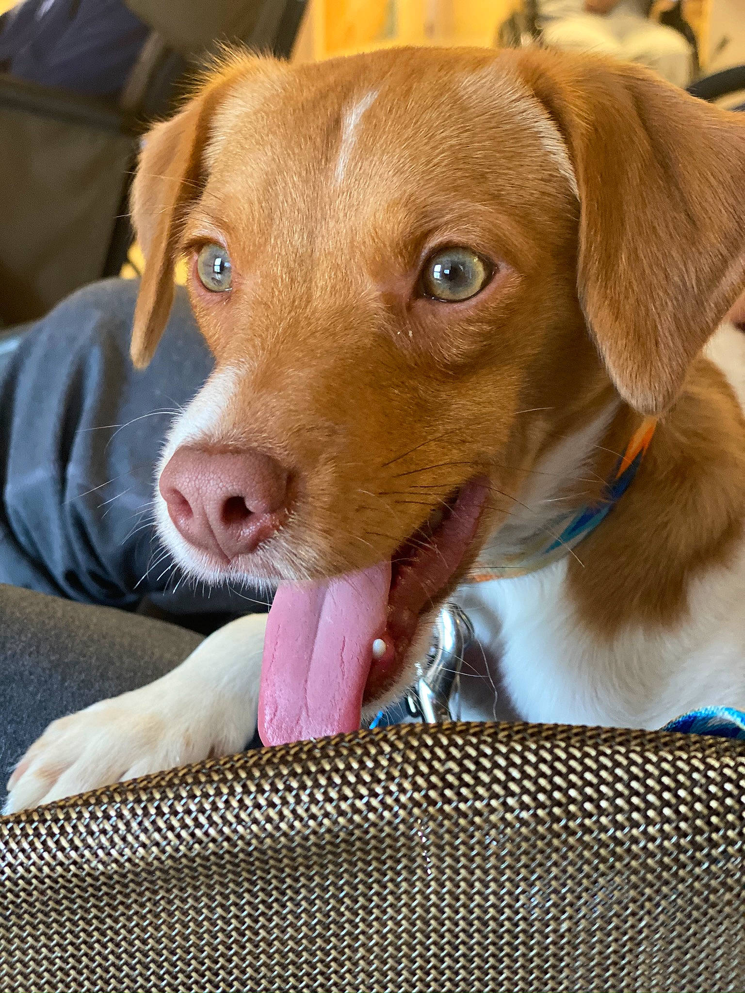 Dash is registered to the contest to win money with this photo: canidae, carnivore, companion_dog, dog, dog_breed, ear, eye, fawn, hunting_dog, liver, mammal, nose, puppy, snout, sporting_group, vertebrate, vizsla, whiskers