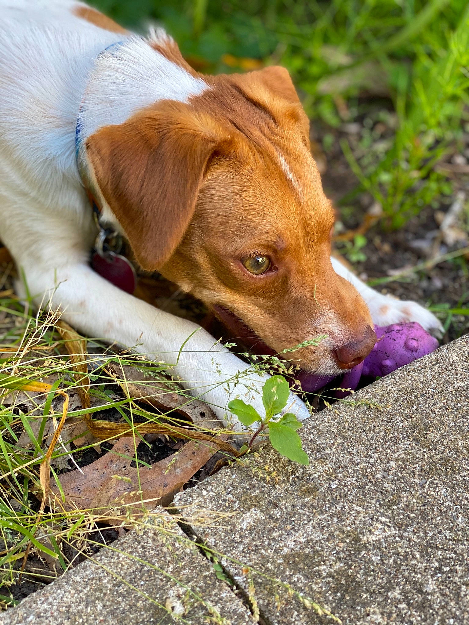 Dash is registered to the contest to win money with this photo: canidae, carnivore, dog, dog_breed, fawn, grass, hunting_dog, mammal, plant, puppy, snout, sporting_group