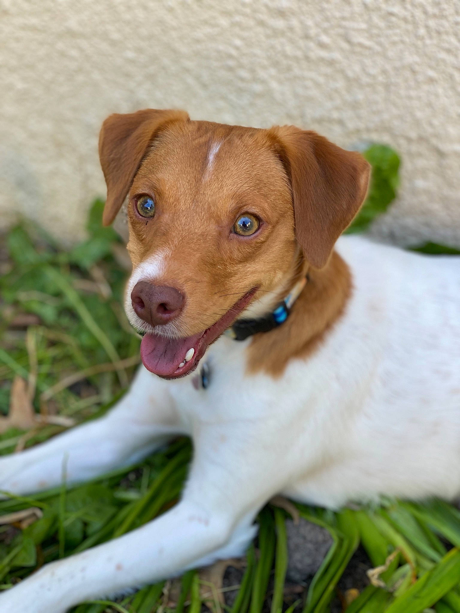 Dash joined the competition — help win amazing prizes! brazilian_terrier, canidae, carnivore, companion_dog, danish_swedish_farmdog, dog, dog_breed, fawn, grass, irishjacks, jack_russell_terrier, mammal, plummer_terrier, potcake_dog, puppy, rare_breed_dog, russell_terrier, snout, sporting_group, vertebrate