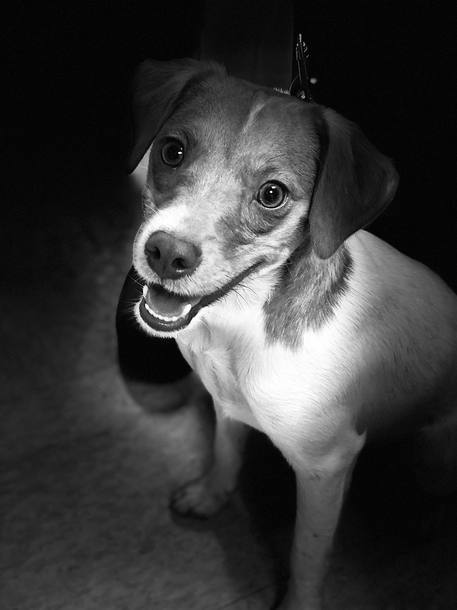 Dash is registered to the contest to win money with this photo: black_and_white, canidae, carnivore, companion_dog, dog, dog_breed, ear, feist, mammal, miniature_fox_terrier, monochrome, photography, puppy, rare_breed_dog, rat_terrier, russell_terrier, snout, teddy_roosevelt_terrier, whiskers, white