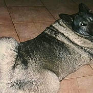 Smokey joined the competition — help win amazing prizes! dog, animal, pet, fur, canine, floor, tile, indoor, resting, laying, curious, looking_back, mammal, companion, cute, domestic, portrait, ears, tail, alert