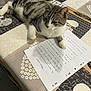 animal, cat, curious, domestic, feline, fur, gray, handwriting, indoor, letter, paper, paw, pet, relaxed, resting, striped, tabby, table, tablecloth, white
