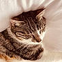 cat, tabby_cat, sleeping, white_blanket, cozy, fur, whiskers, closeup, pet, domestic_cat, resting, animal, cute, peaceful, soft_light, relaxing, indoor, feline, striped, nap